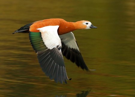 Ruddy Shelduck 2021 11 10 Langford Lakes