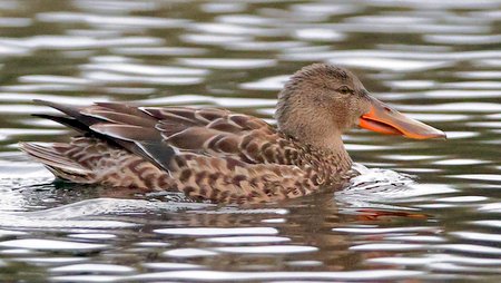 Shoveler 2021 12 27 Langford Lakes