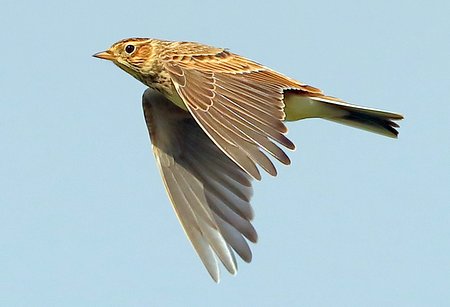 Skylark 2021 10 04 Badens Clump1