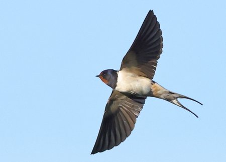 Swallow 2021 05 27 Bratton1