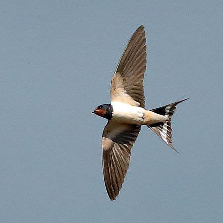 Swallow 2021 08 22 Bratton3