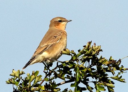 Wheatear 2021 09 29 Badens Clump