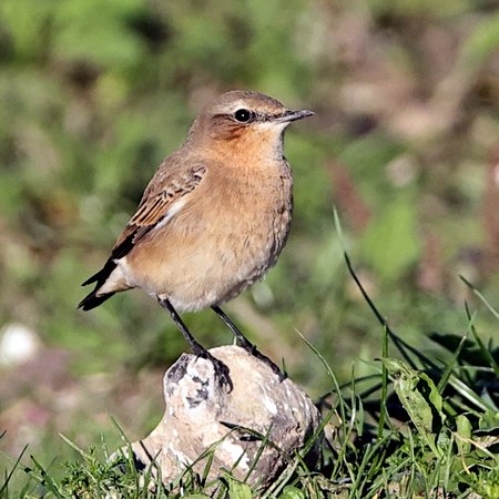 Wheatear 2021 10 01 Badens Clump3