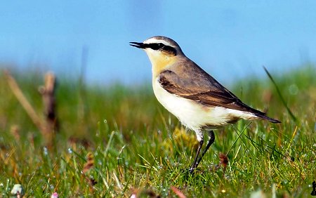 Wheatear hindon 5