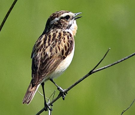 Whinchat 2021 05 30 Badens Clump