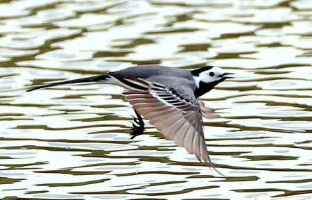 White Wagtail 2021 04 13 Langford Lakes1