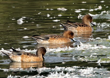 Wigeon 2021 09 21 Langford Lakes