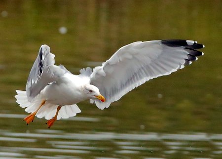 Yellow legged Gull 2021 10 28 Langford Lakes10