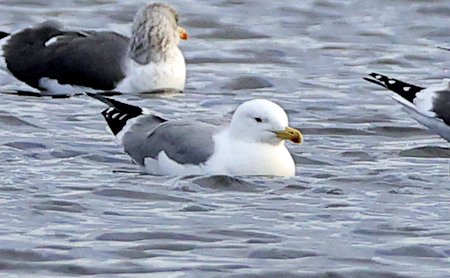 Yellow legged Gull 2021 11 26 Langford Lakes