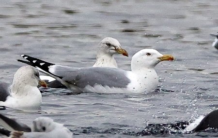 Yellow legged Gull 2021 11 30 Langford Lakes4