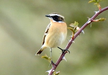image04446