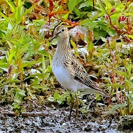 1 1 Pectoral Sandpiper 2022 09 20 Langford Lakes3