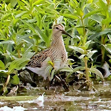 1 1 Pectoral Sandpiper 2022 09 20 Langford Lakes6