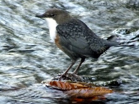 1 20220918 Dipper DKP Marlb 01