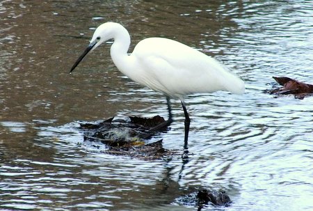 1 20221013 Little Egret DKP
