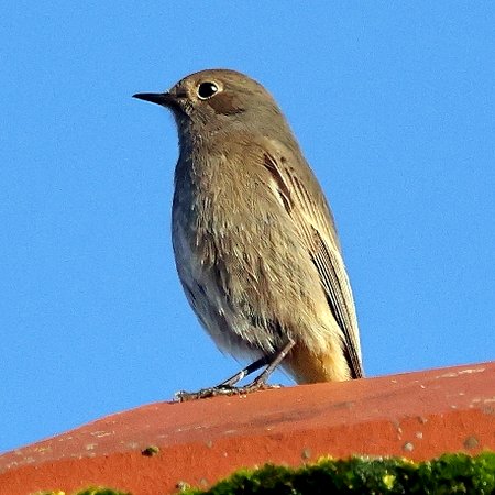 1 Black Redstart 2022 12 20 Holt1