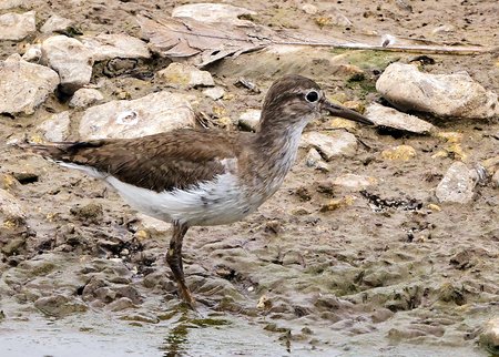 1 Common Sandpiper 2022 07 12 Langford Lakes