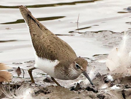 1 Common Sandpiper 2022 08 02 Langford Lakes0