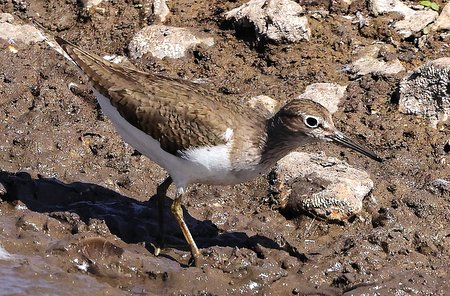 1 Common Sandpiper 2022 08 06 Langford Lakes00