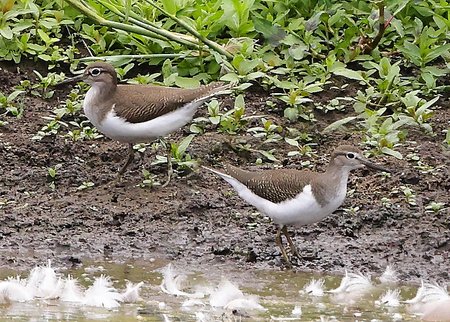 1 Common Sandpiper 2022 08 18 Langford Lakes0