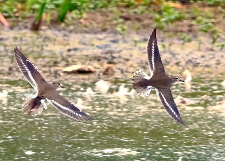 1 Common Sandpiper 2022 08 26 Langford Lakes0