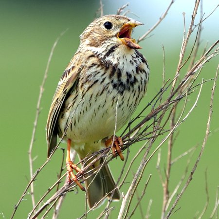 1 Corn Bunting 2022 05 22 Badens Clump0