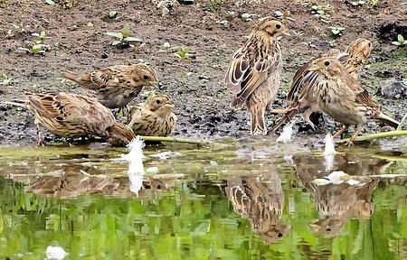 1 Corn Bunting 2022 08 24 Langford Lakes0