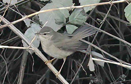1 Dusky Warbler 2022 12 06 Bradford on Avon 0