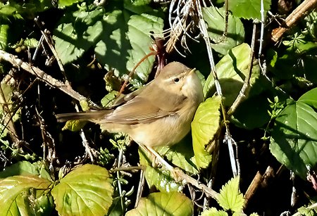 1 Dusky Warbler 2022 12 07 Bradford on Avon1