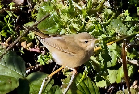 1 Dusky Warbler 2022 12 07 Bradford on Avon3