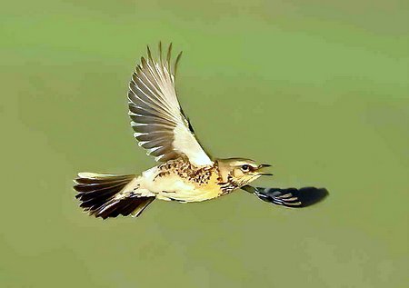 1 Fieldfare 2022 10 28 New Zealand Farm