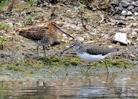 1 Green Sandpiper 2022 06 26 Langford Lakes