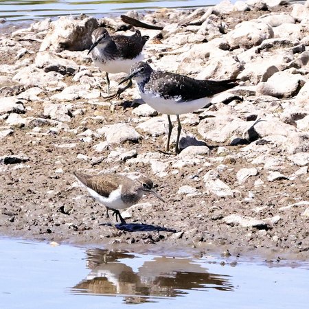 1 Green Sandpiper 2022 07 017