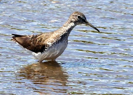 1 Green Sandpiper 2022 07 08 Langford Lakes1