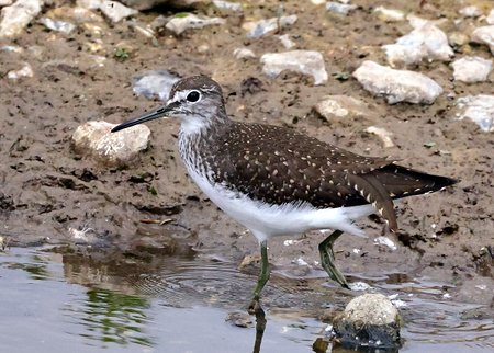 1 Green Sandpiper 2022 07 27 Langford Lakes50