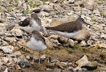 1 Green Sandpiper 2022 08 04 Langford Lakes0