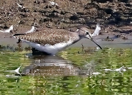 1 Green Sandpiper 2022 08 11 Langford Lakes0