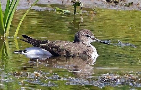 1 Green Sandpiper 2022 08 13 Langford Lakes