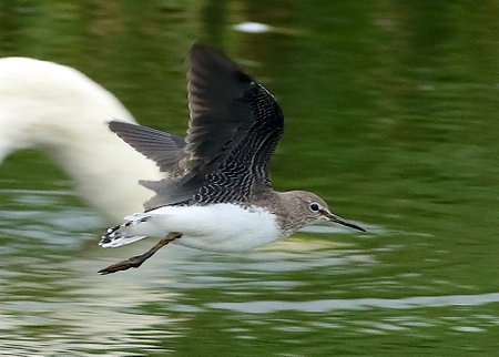1 Green Sandpiper 2022 09 03 Langford Lakes