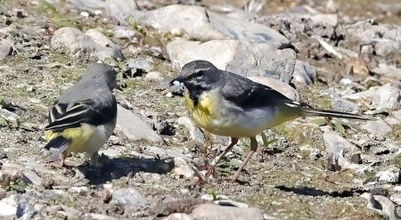 1 Grey Wagtail 2022 07 07 Langford Lakes0