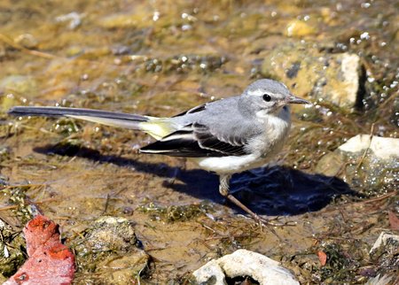 1 Grey Wagtail 2022 07 08 Langford Lakes