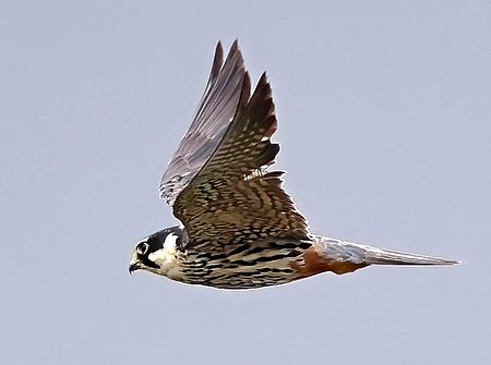1 Hobby 2022 08 04 Langford Lakes0