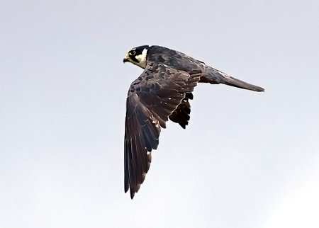 1 Hobby 2022 08 04 Langford Lakes00
