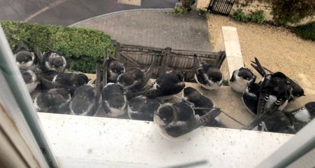 1 House martins 30.9.22