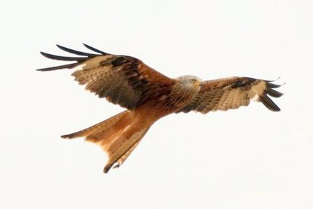 1 IMG 0062