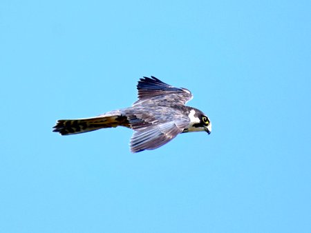 1 IMG 4453