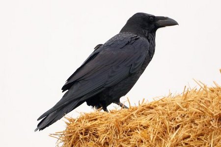 1 IMG 4464