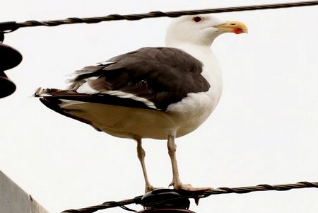 1 IMG 4521
