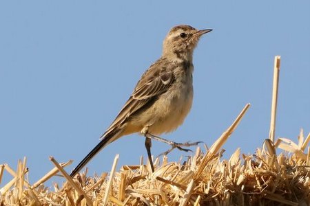 1 IMG 4572