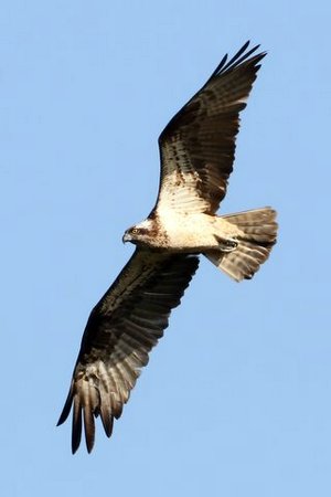 1 IMG 5321